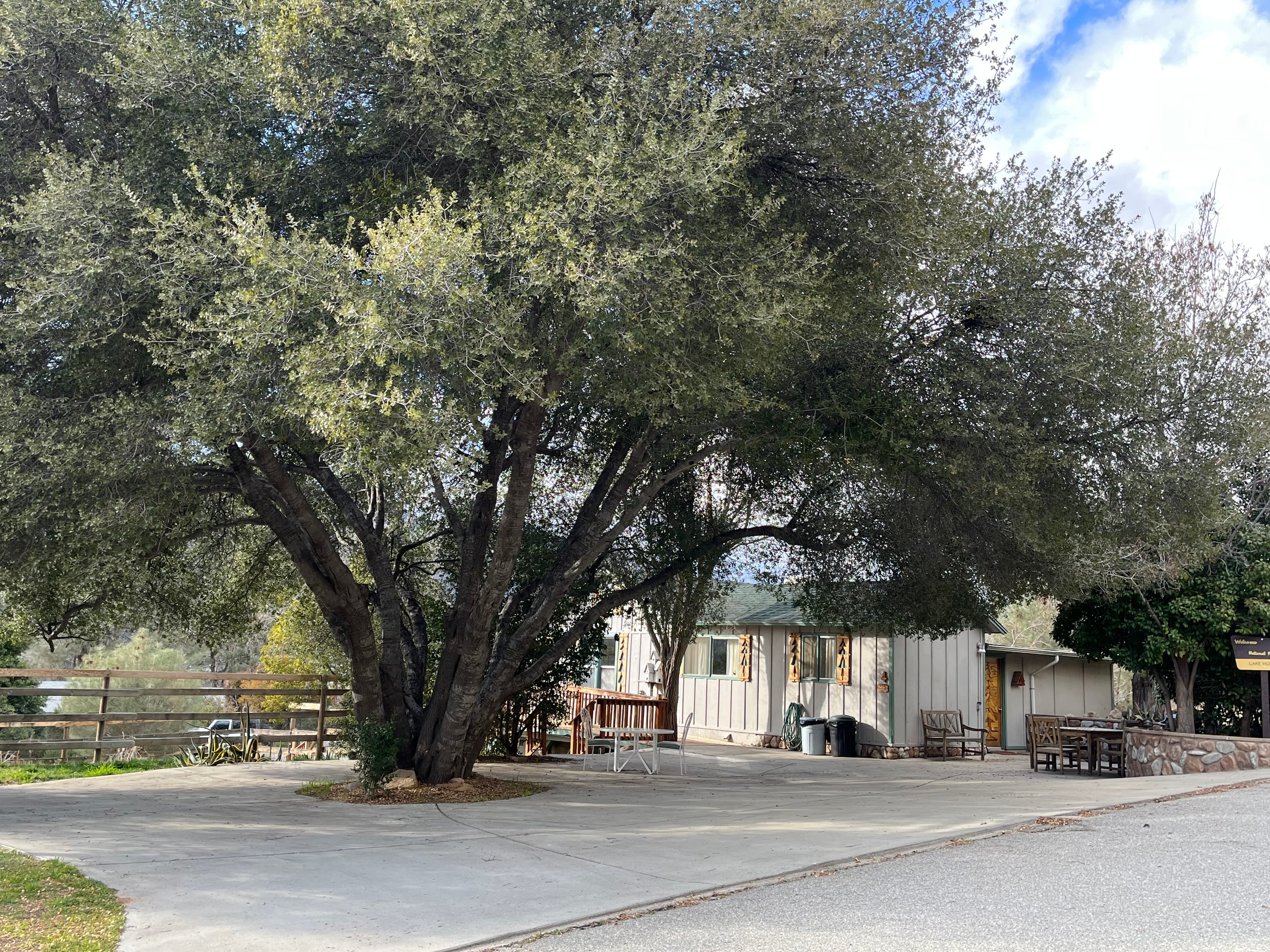 A large tree shades a concrete patio in front of a cozy building surrounded by greenery.