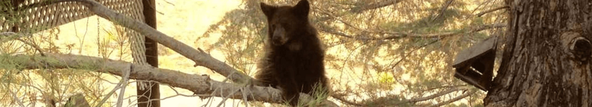A black bear sits on a tree branch surrounded by foliage.