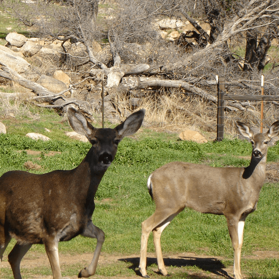 Two deer standing in a grassy area, surrounded by rocks and dried trees.