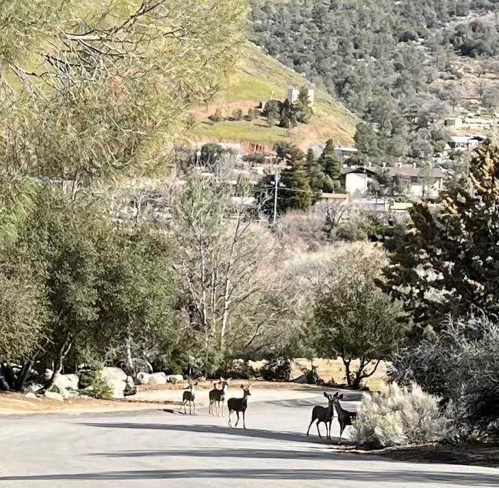 A group of deer stands on a quiet road surrounded by trees and hills.