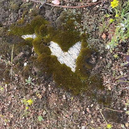 A heart shape formed by moss on rocky ground surrounded by small plants.