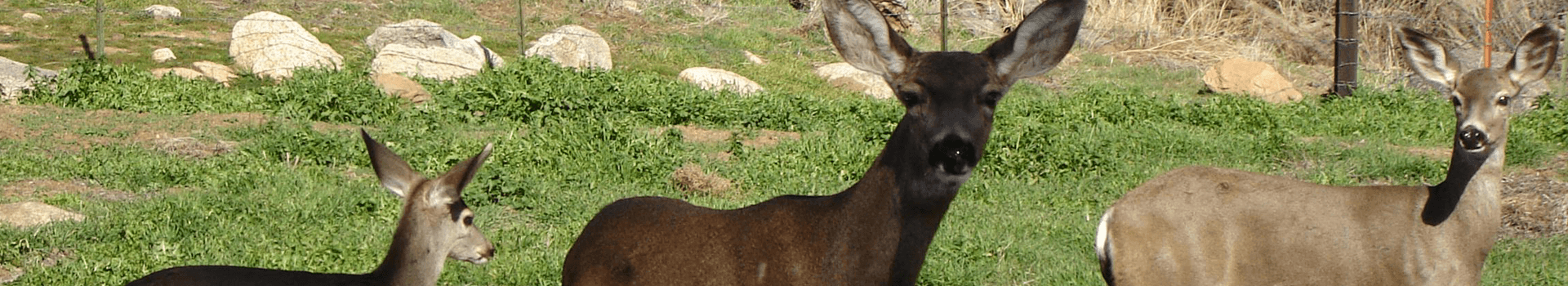 Three deer standing in a grassy area.