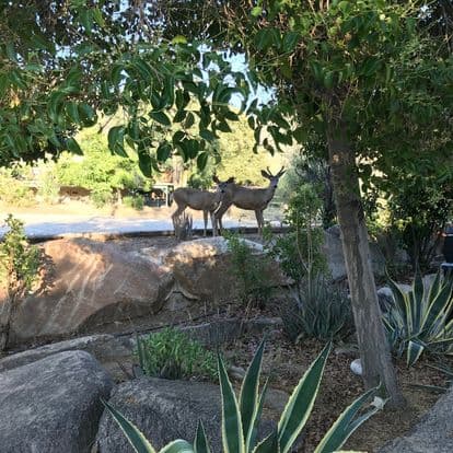 Two deer stand on a rock amidst greenery.